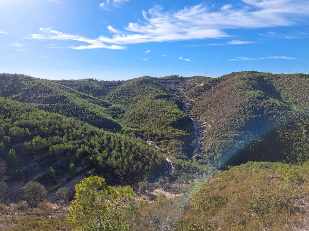 Projecte d'Ordenació Forestal de la forest "Valencians i Sant Francesc" CUP-T 28