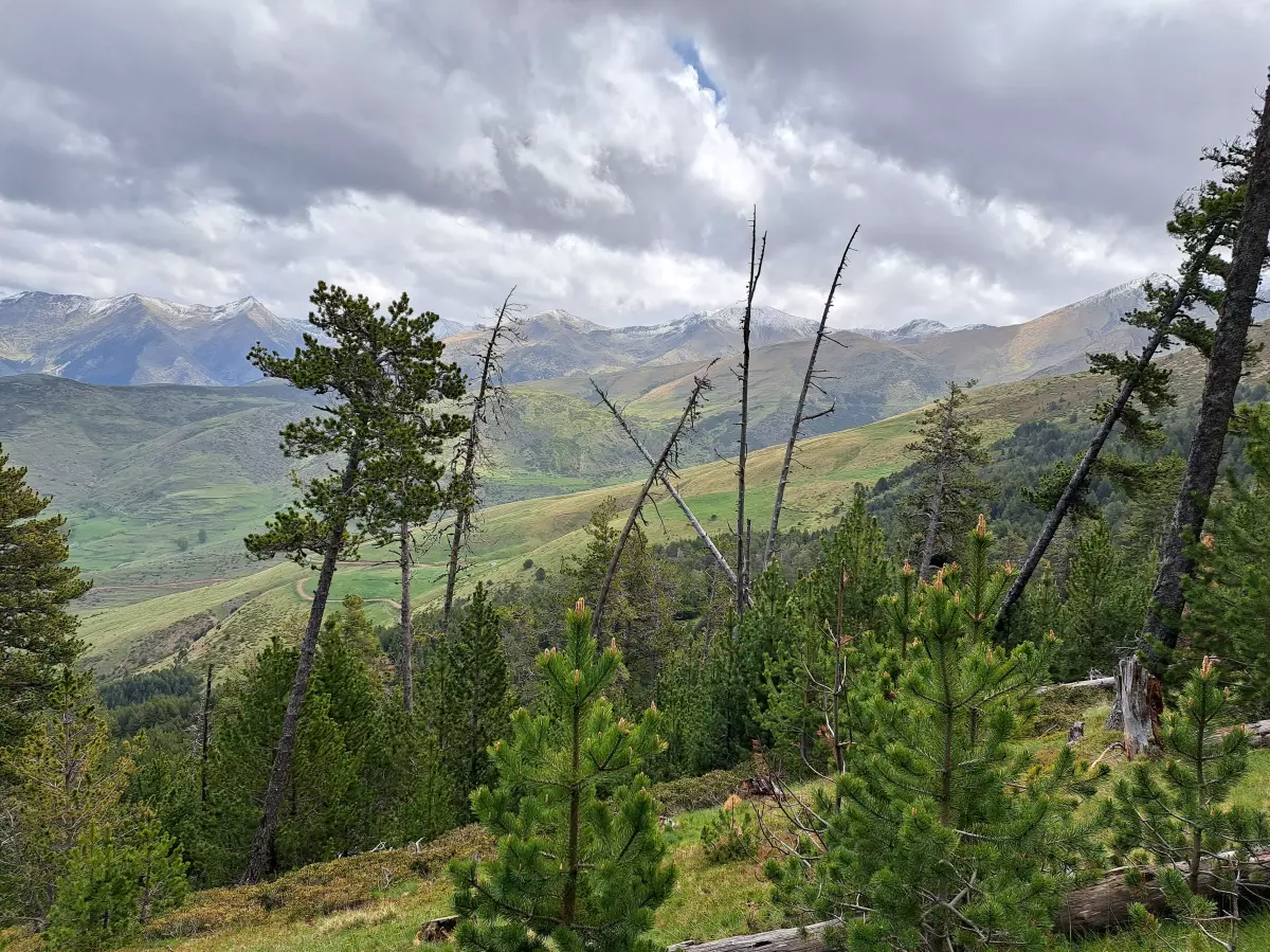 Projecte d'Ordenació Forestal Pilot de la forest "Muntanya de Durro" CUP-L 222